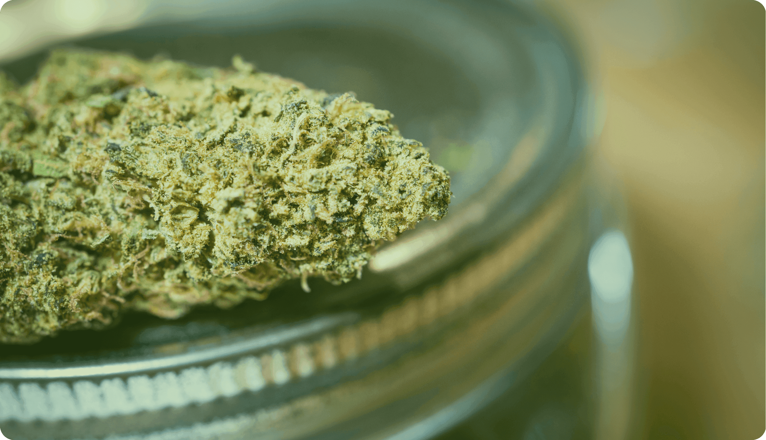 Naheaufnahme einer Cannabisblüte auf einem Glasbehälter.