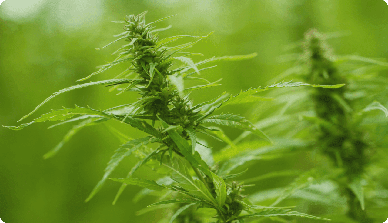 Cannabispflanze