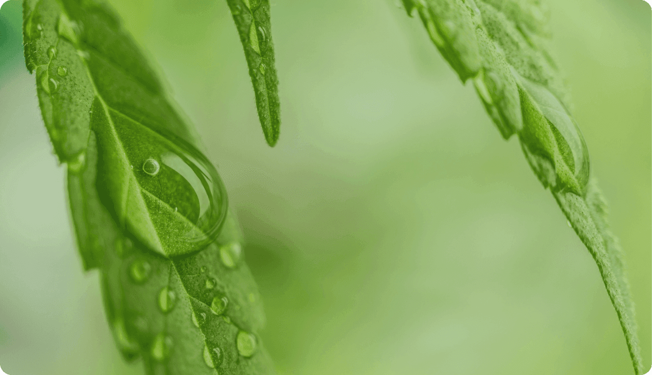 Cannabisblatt mit Wassertropfen