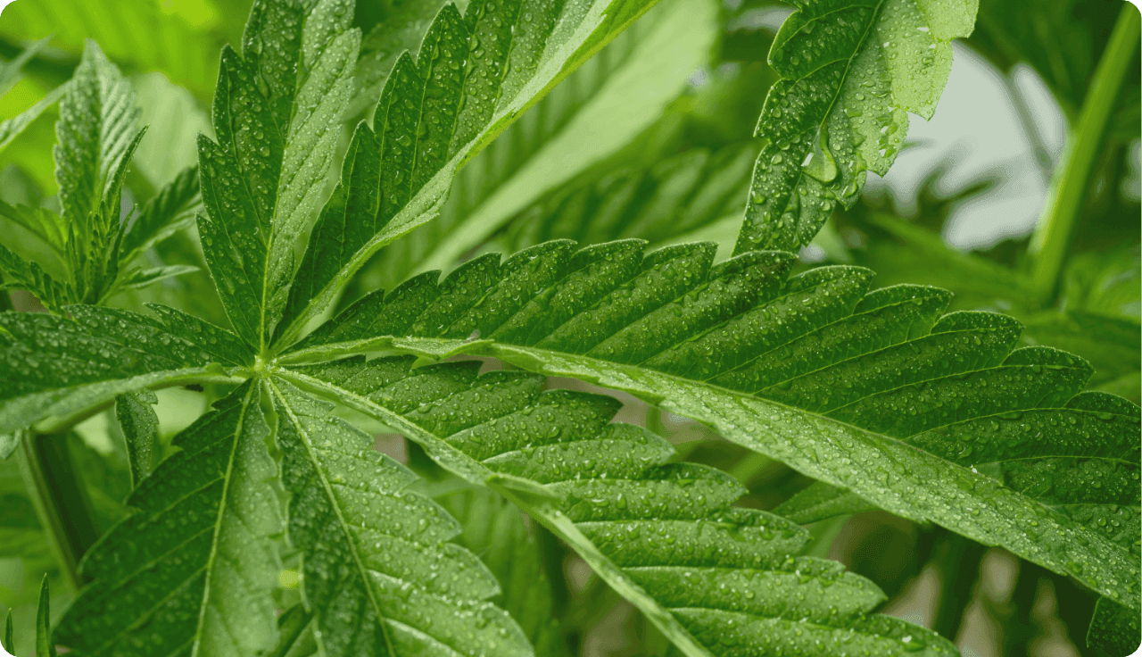 Cannabisblatt